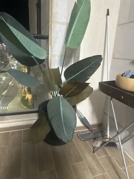 מגן לגן גינון