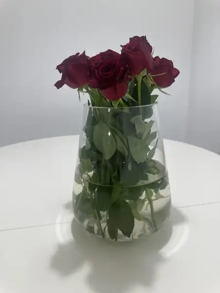 ליאל צלמת סושיאל